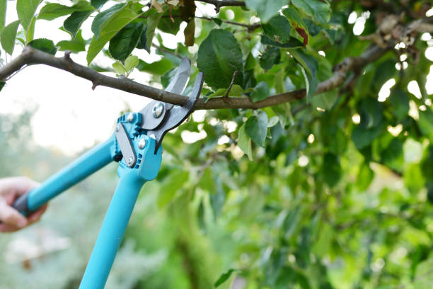 Best Emergency Tree Service  in Cottonwood Shores, TX